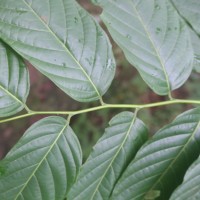 Cananga odorata (Lam.) Hook.f. & Thomson